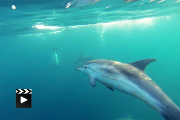 Dauphins bleus et blancs à Marseille